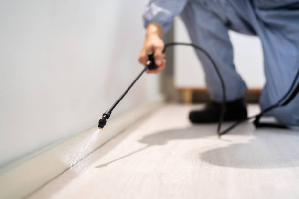 Licensed Wasp Removal service in Riverside, MO - Show Me Pest Control